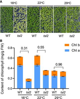 The FtsH-Inactive Protein FtsHi5 Is Required for Chloroplast Development and Protein Accumulation in Chloroplasts at Low Ambient Temperature in Arabidopsis